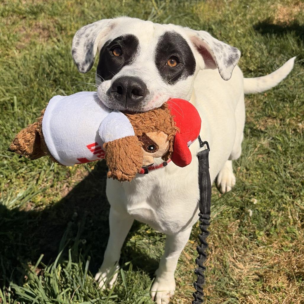 Enlarge Pogo, a Adoptable mixed breed in Franklin, NC image 2/6