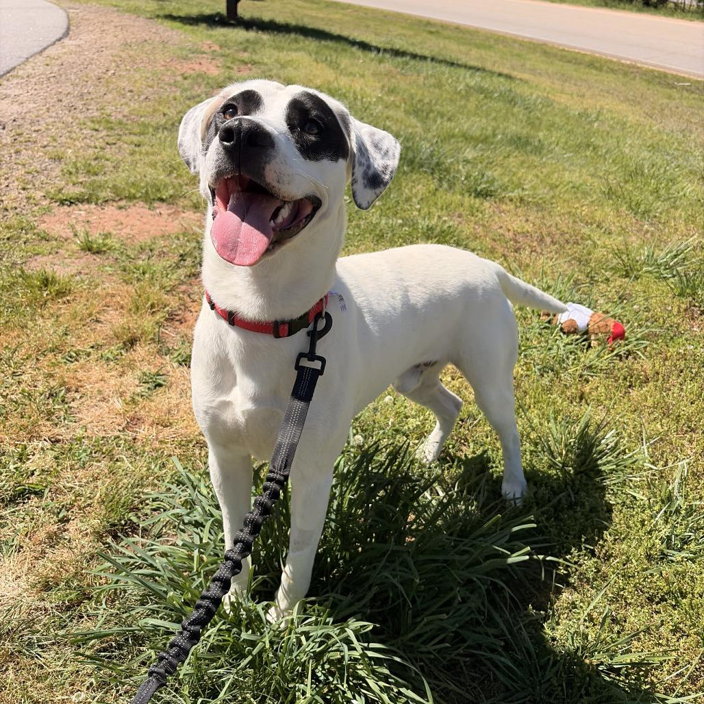 Enlarge Pogo, a Adoptable mixed breed in Franklin, NC image 3/6
