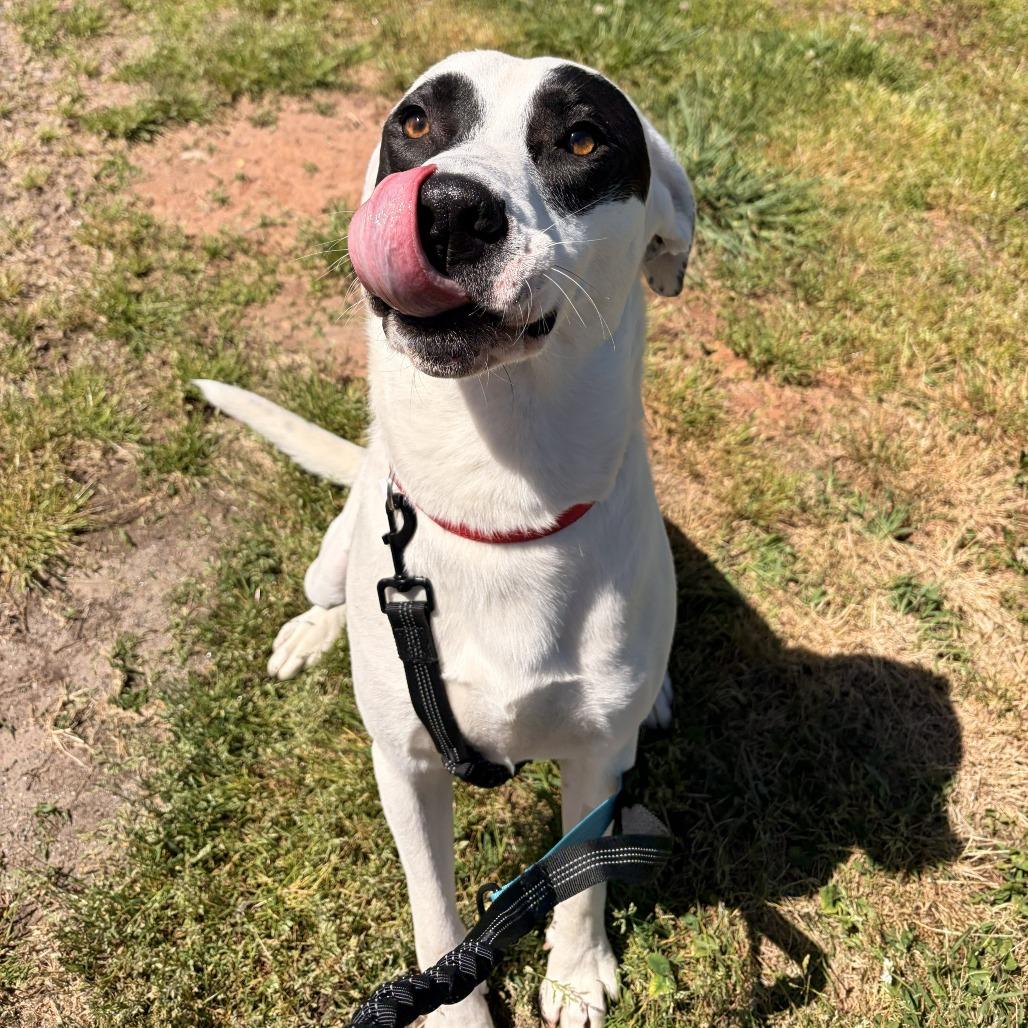 Enlarge Pogo, a Adoptable mixed breed in Franklin, NC image 4/6