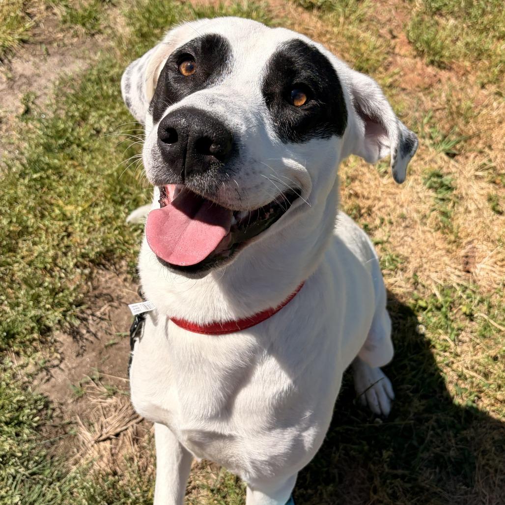 Enlarge Pogo, a Adoptable mixed breed in Franklin, NC image 5/6