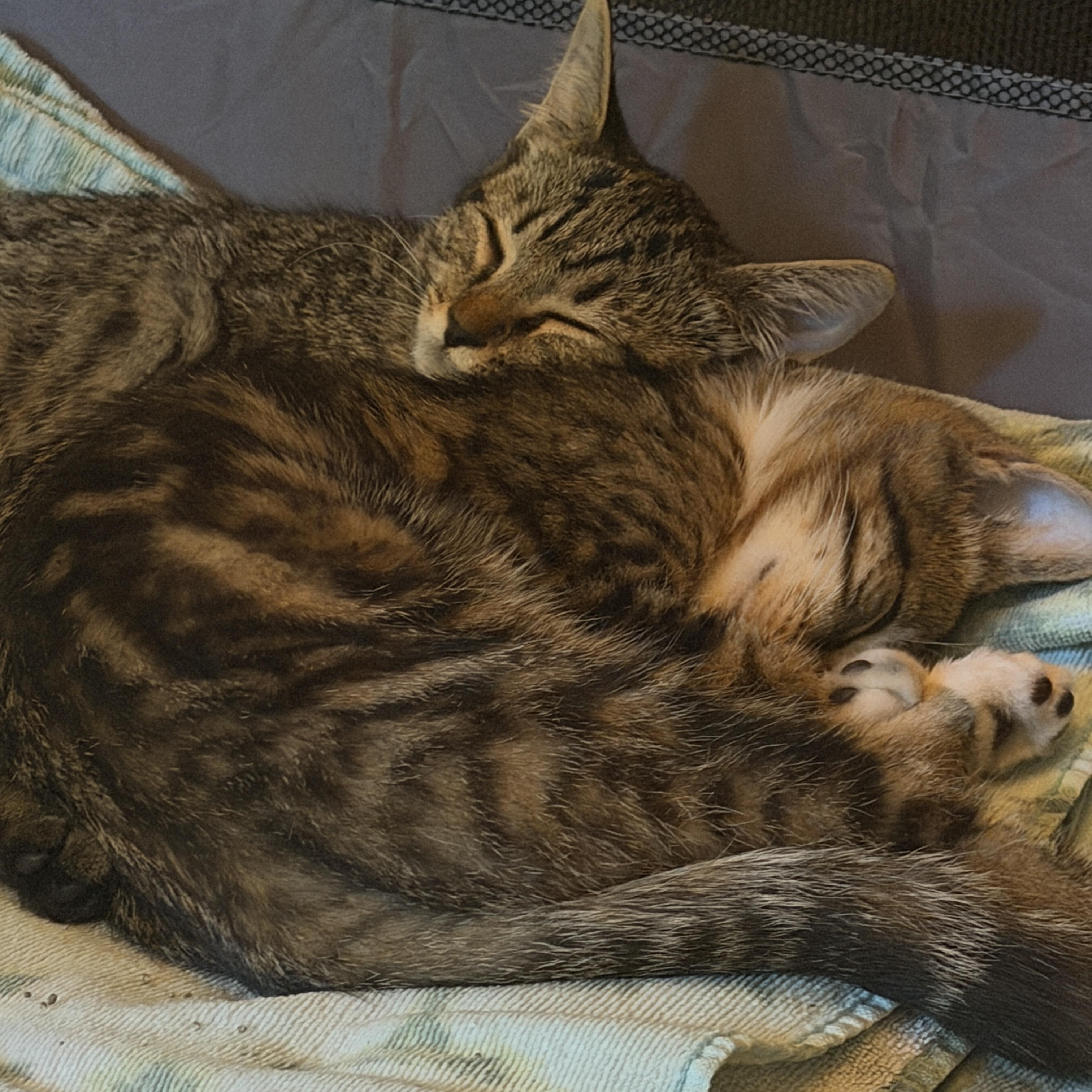 Boots and buttons, a Adoptable Tabby in Charlotte, NC image 3/4
