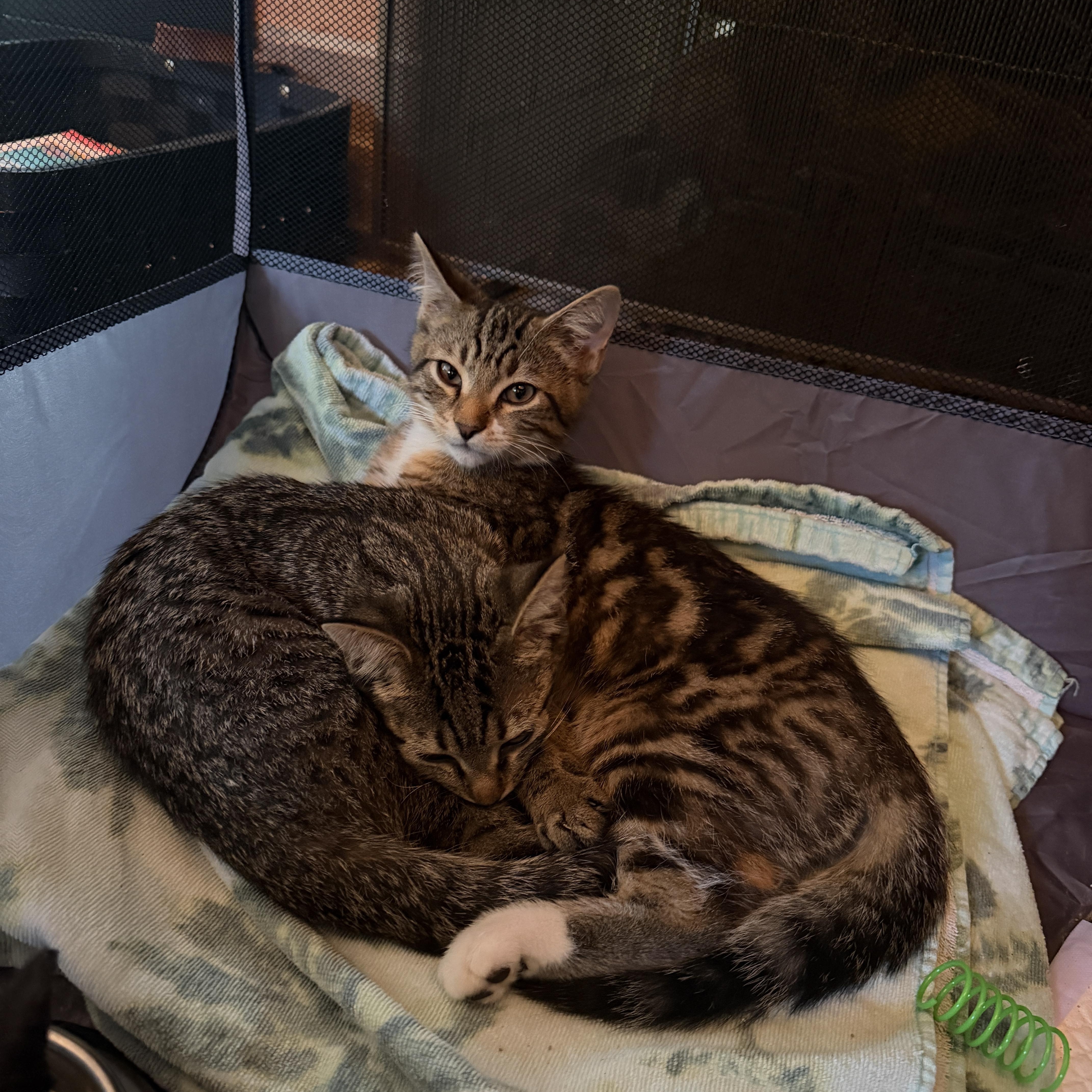Boots and buttons, a Adoptable Tabby in Charlotte, NC image 1/4