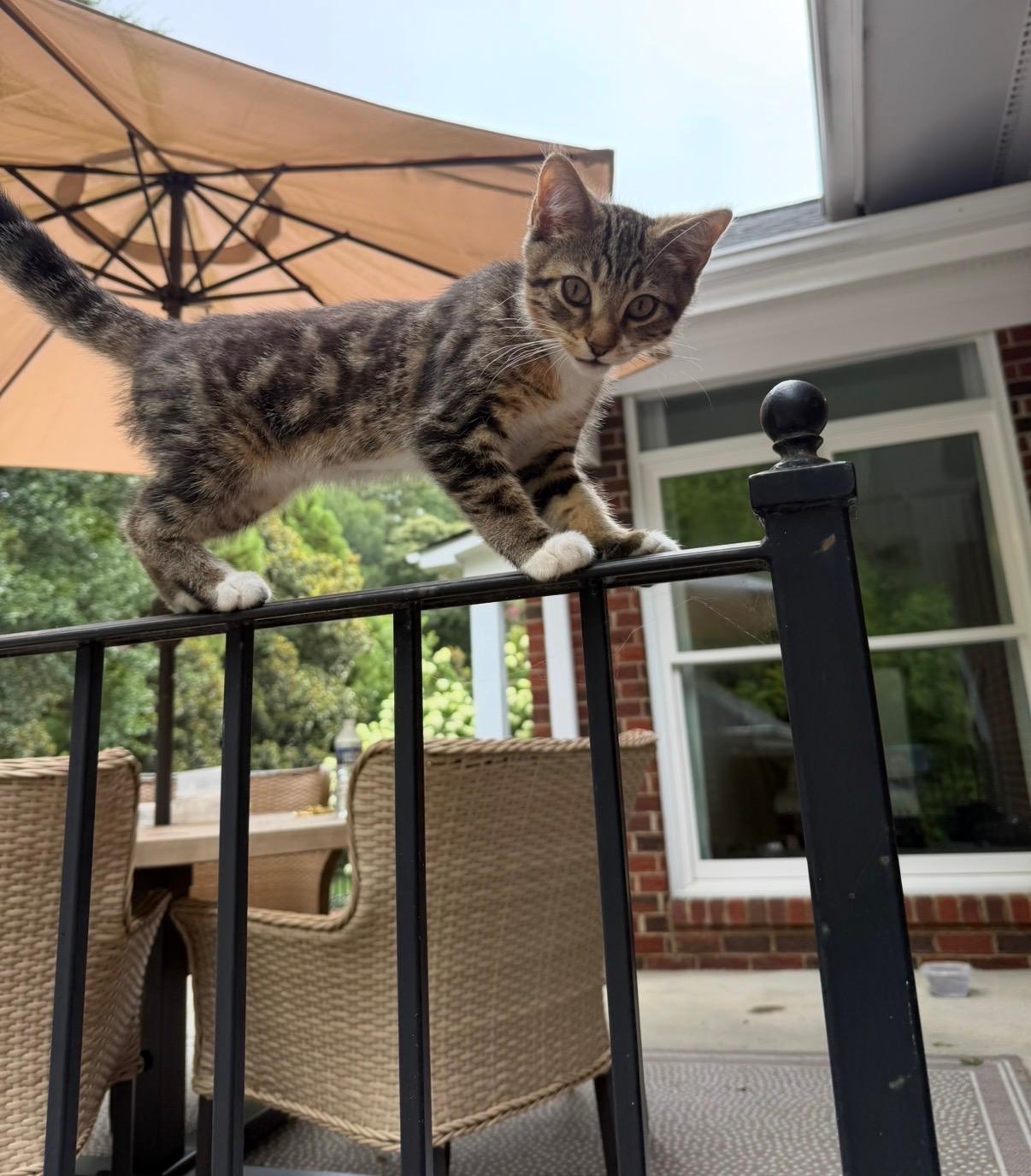 Boots and buttons, a Adoptable Tabby in Charlotte, NC image 4/4