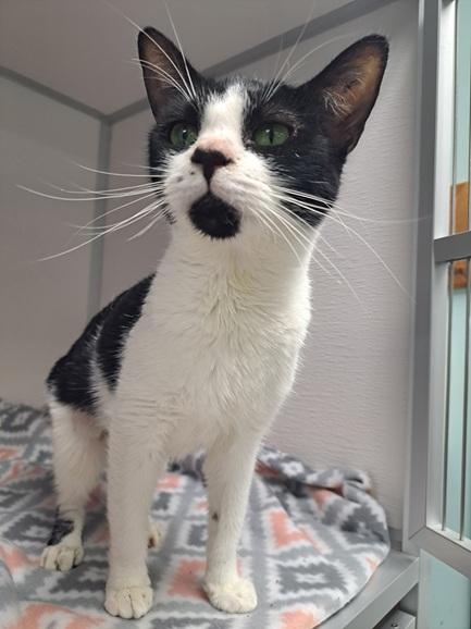 Bailey, Adoptable, Adult Female Domestic Short Hair.