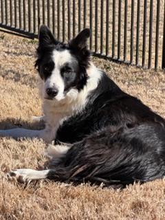 Cooper 1222, a ADOPTABLE Border Collie in Allen, TX image 4/6