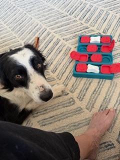 Cooper 1222, a ADOPTABLE Border Collie in Allen, TX image 5/6
