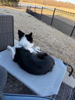 Cooper 1222, a ADOPTABLE Border Collie in Allen, TX image 6/6