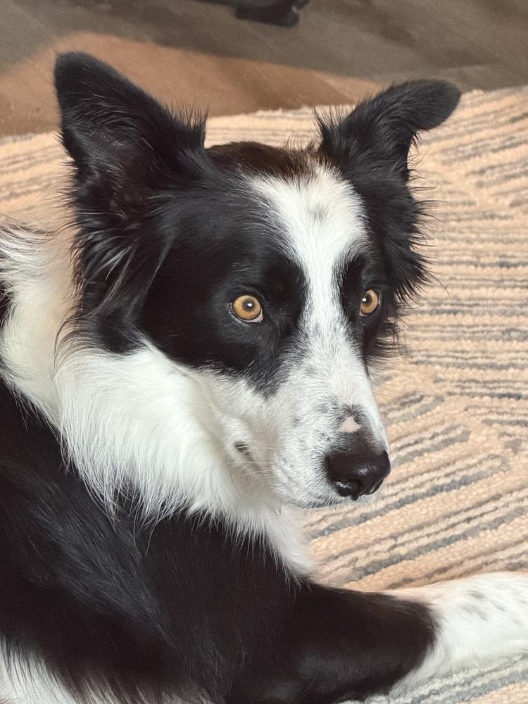 Cooper 1222, a ADOPTABLE Border Collie in Allen, TX image 3/6