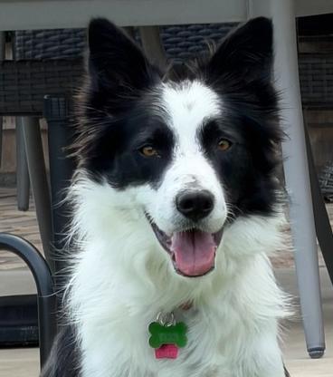 Cooper 1222, ADOPTABLE, Young Male Border Collie.