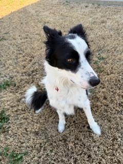 Cooper 1222, a ADOPTABLE Border Collie in Allen, TX image 2/6