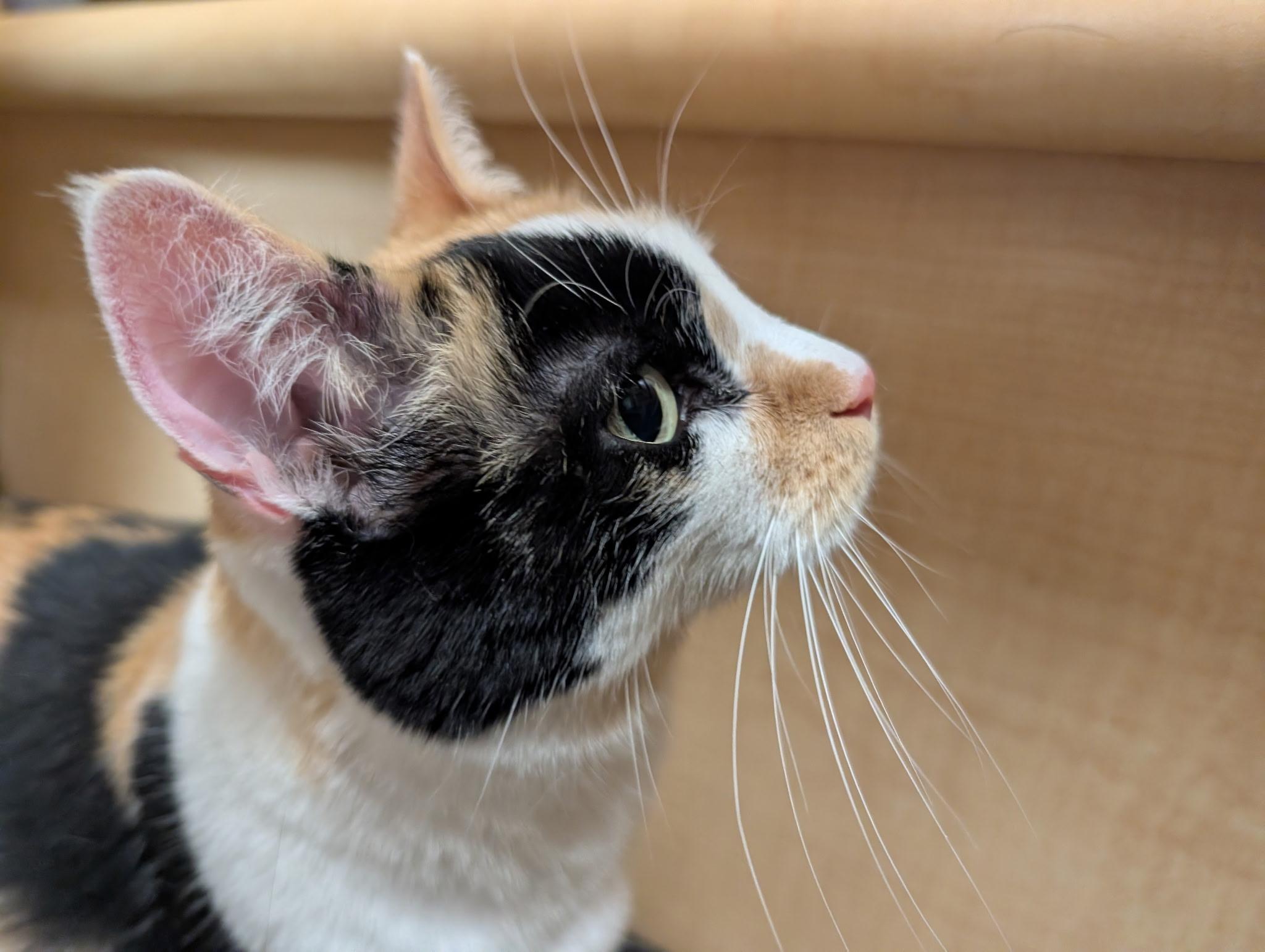 Missy, adopted, Adult Female Domestic Short Hair.