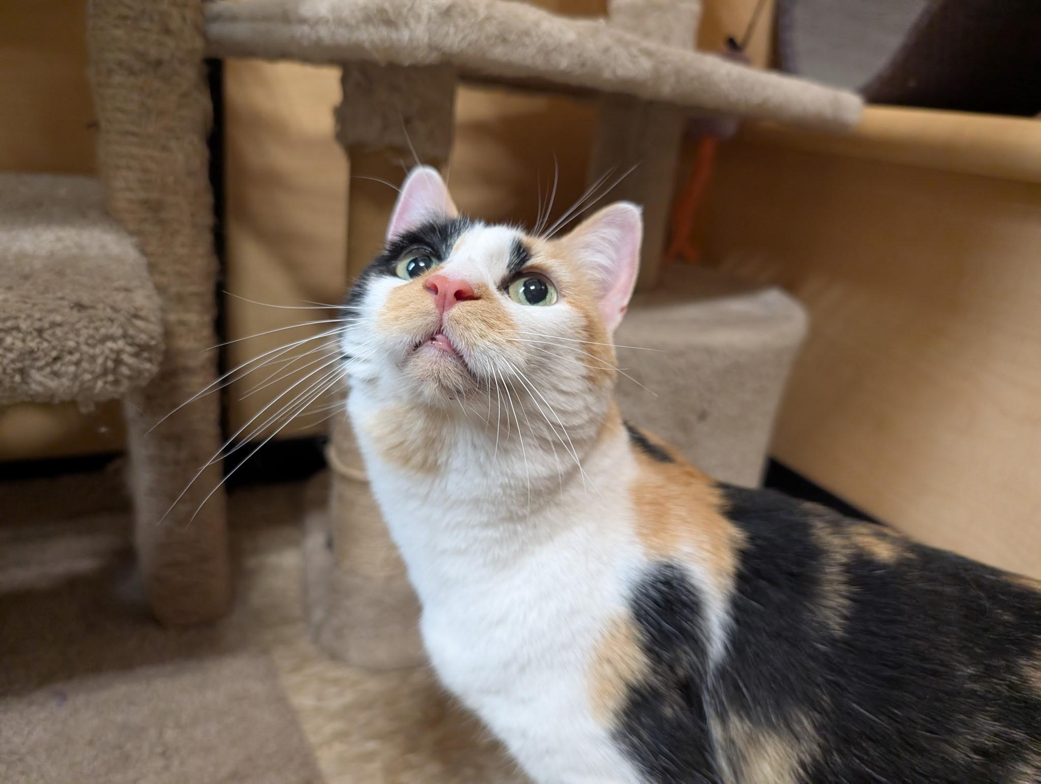 Enlarge Missy, an adopted Domestic Short Hair in Barrington Hills, IL image 3/3