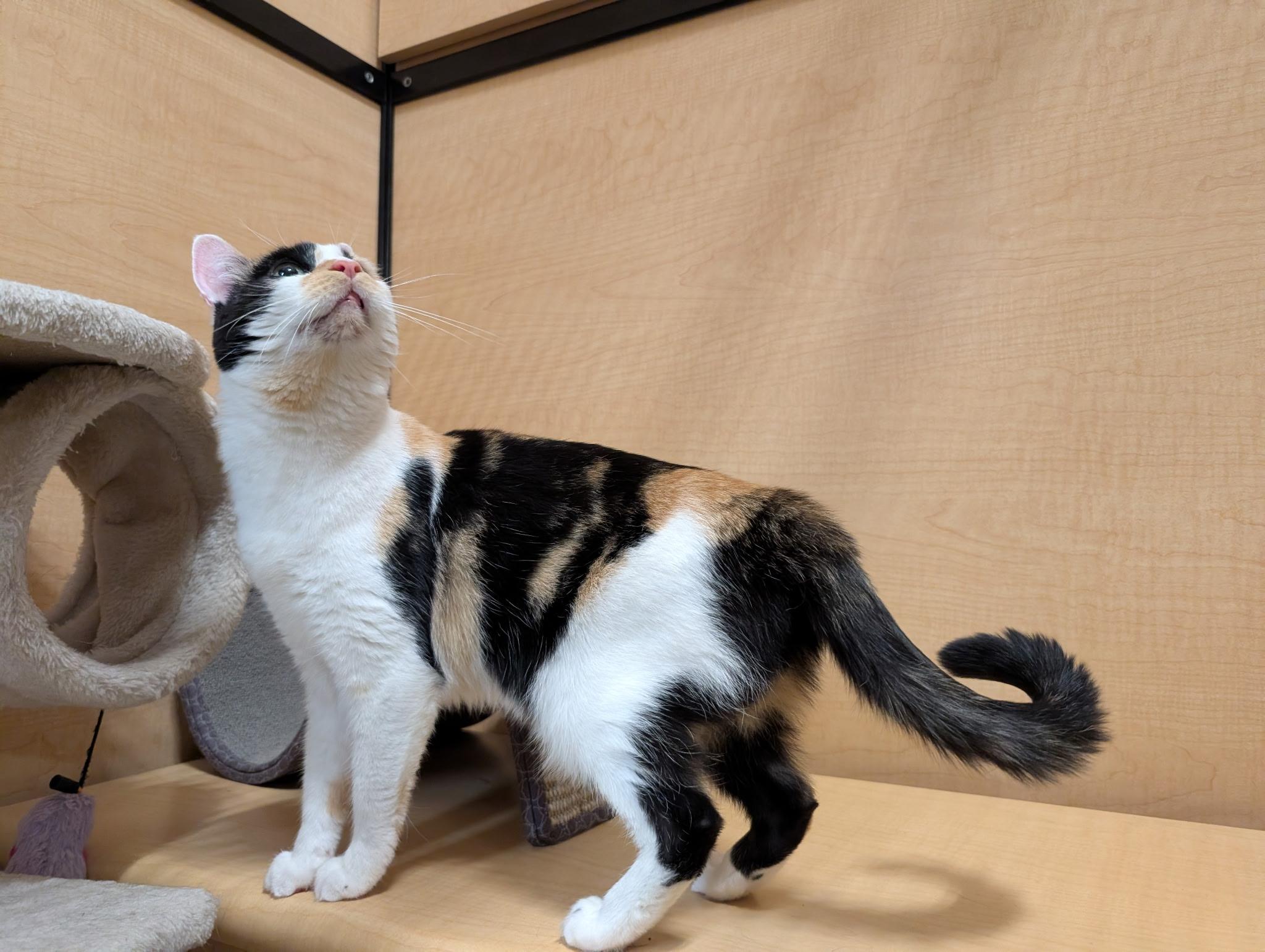 Enlarge Missy, an adopted Domestic Short Hair in Barrington Hills, IL image 2/3