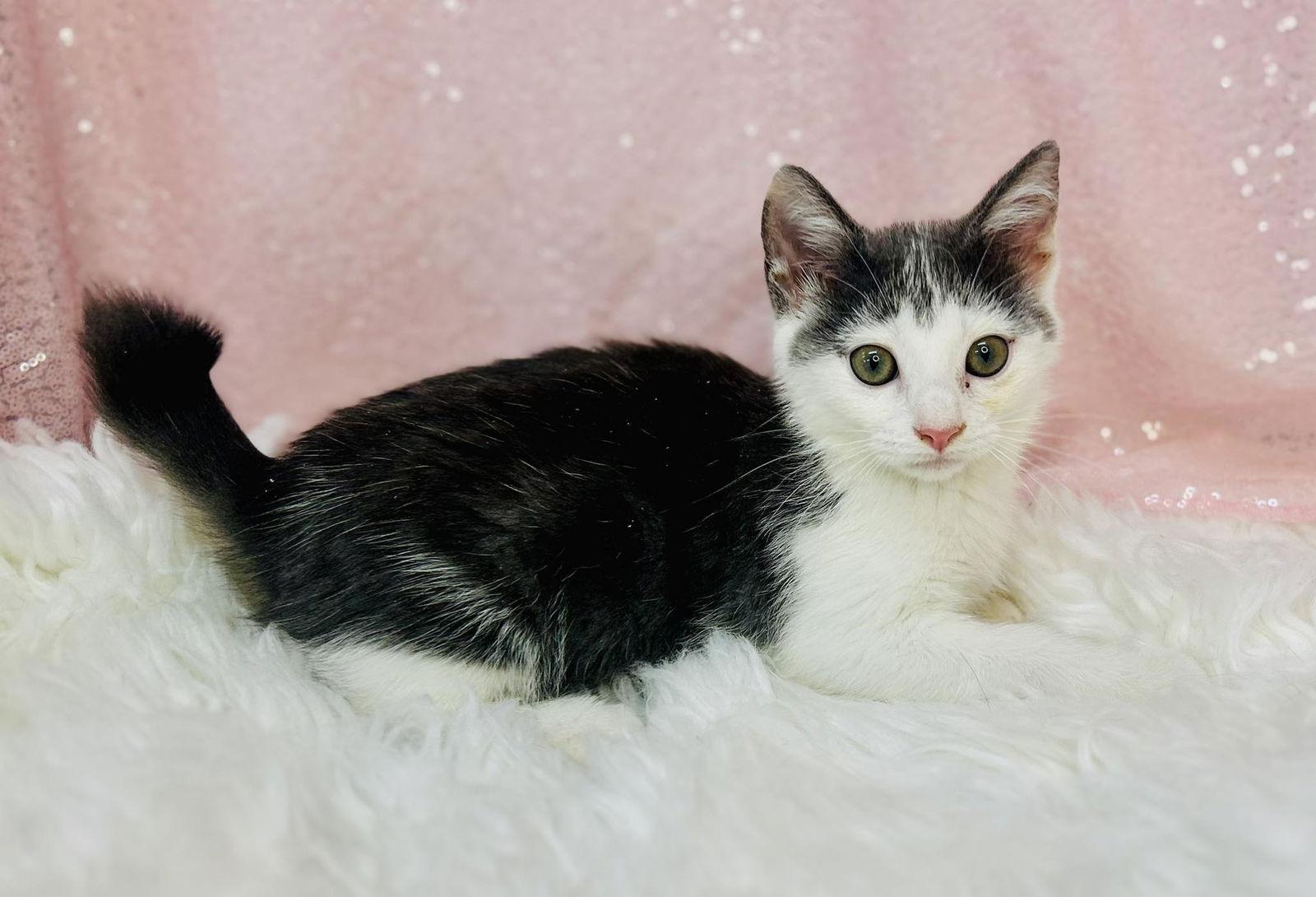 Enlarge Mt Juliet, a Adopted Domestic Short Hair in Clarkesville, GA image 1/1