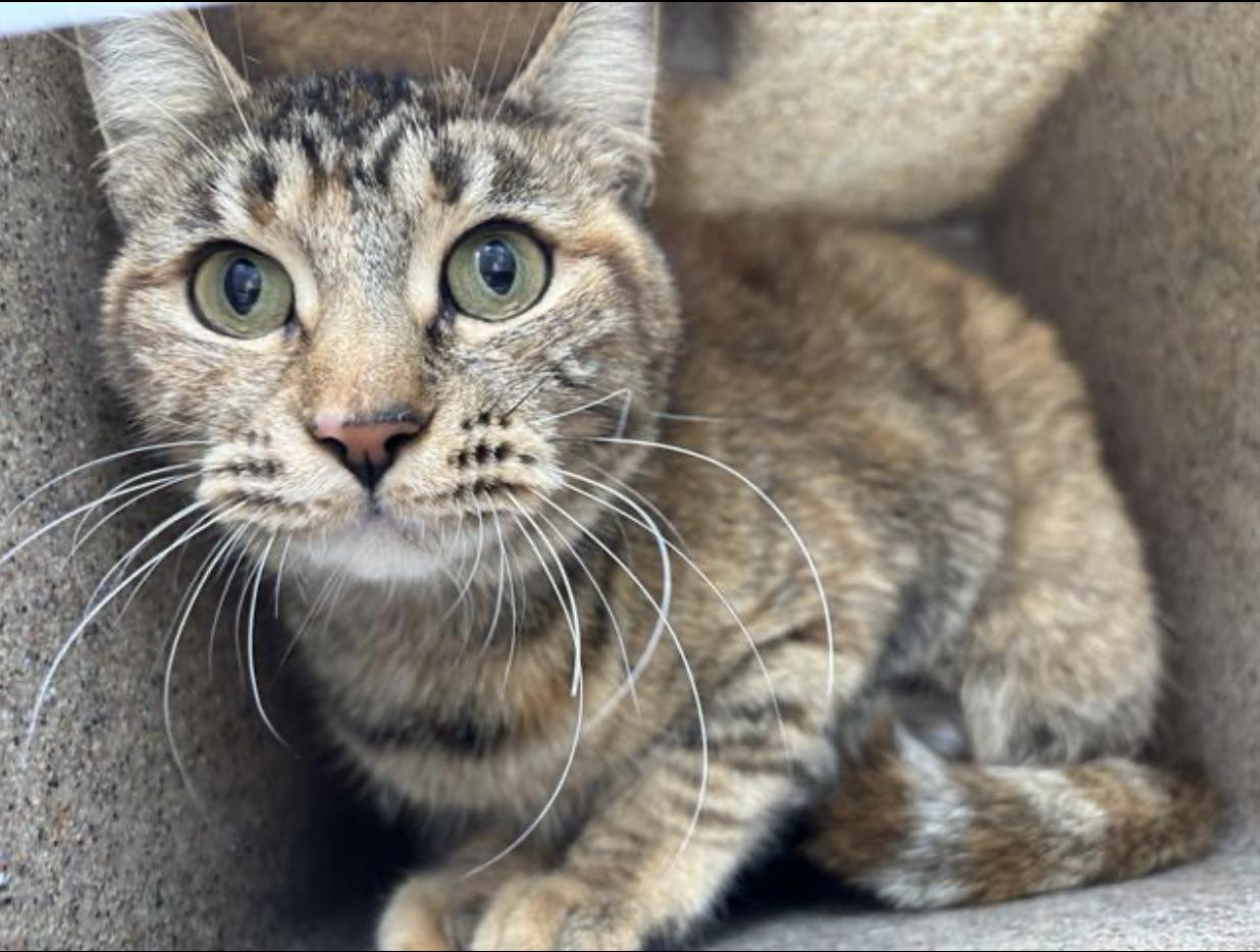 Enlarge Mila, a Adoptable mixed breed in Beverly Hills, CA image 1/1