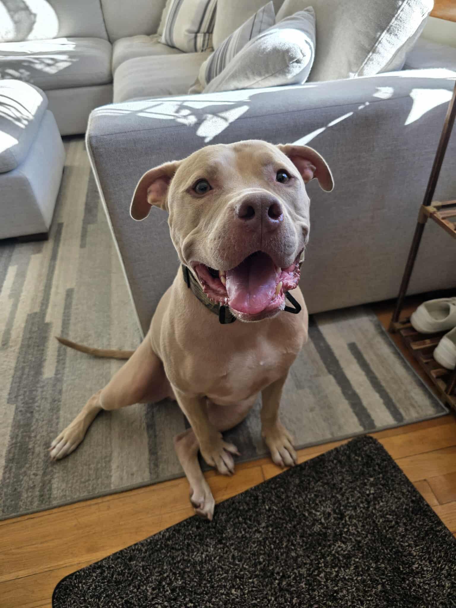 Enlarge Rudolph, a Adoptable Pit Bull Terrier in Lincoln Park, NJ image 1/6