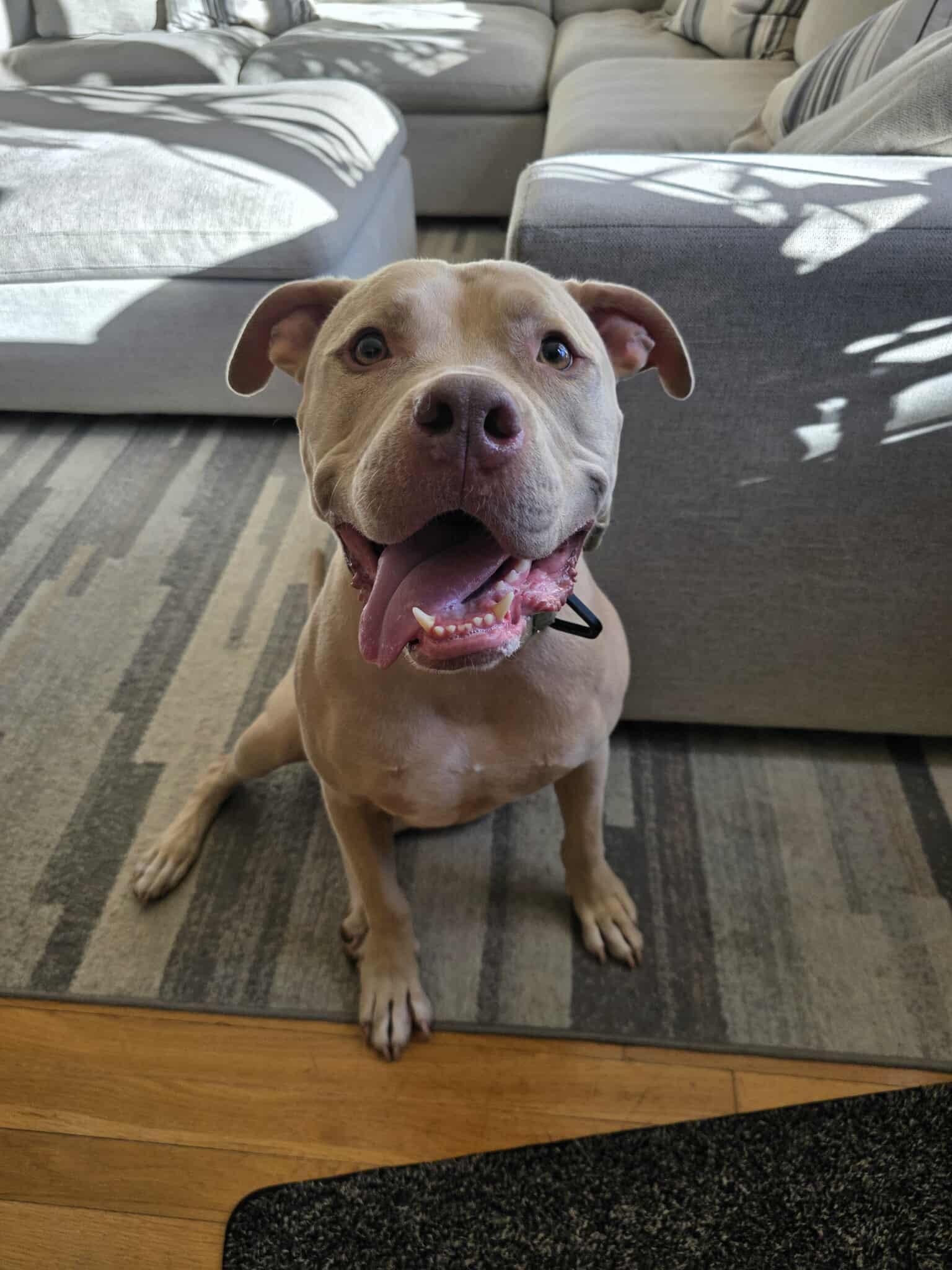 Enlarge Rudolph, a Adoptable Pit Bull Terrier in Lincoln Park, NJ image 2/6