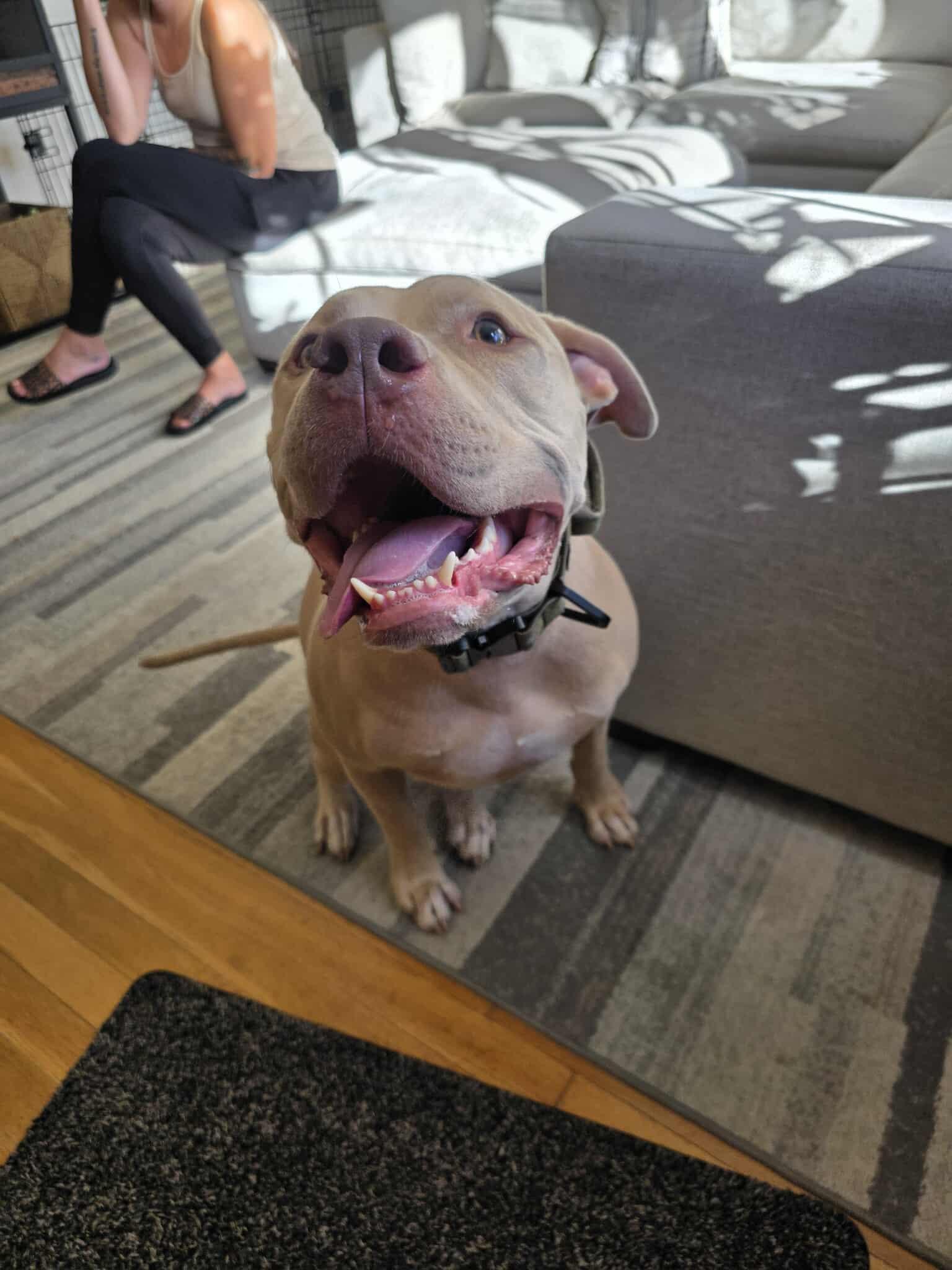 Enlarge Rudolph, a Adoptable Pit Bull Terrier in Lincoln Park, NJ image 3/6