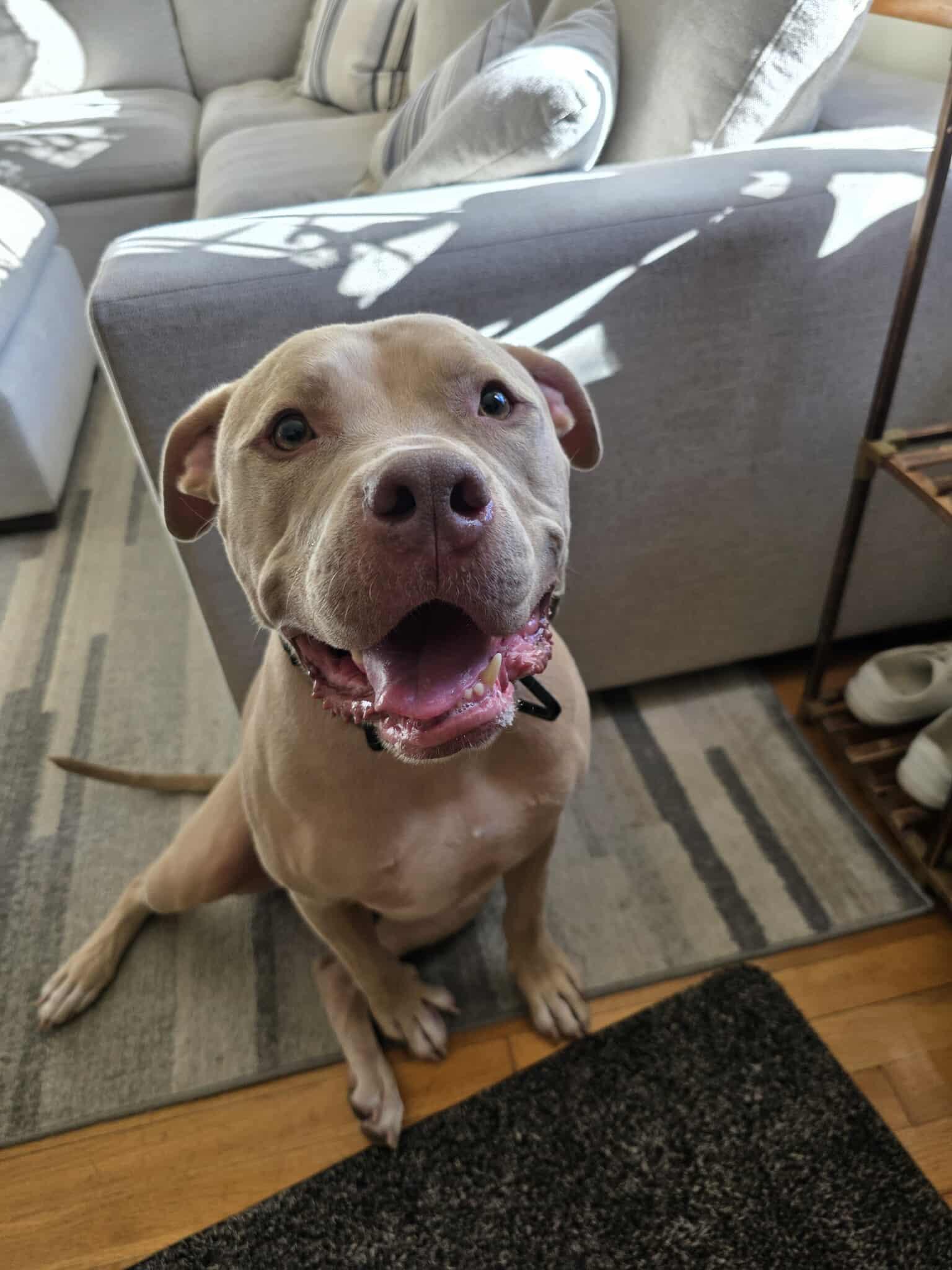 Enlarge Rudolph, a Adoptable Pit Bull Terrier in Lincoln Park, NJ image 4/6
