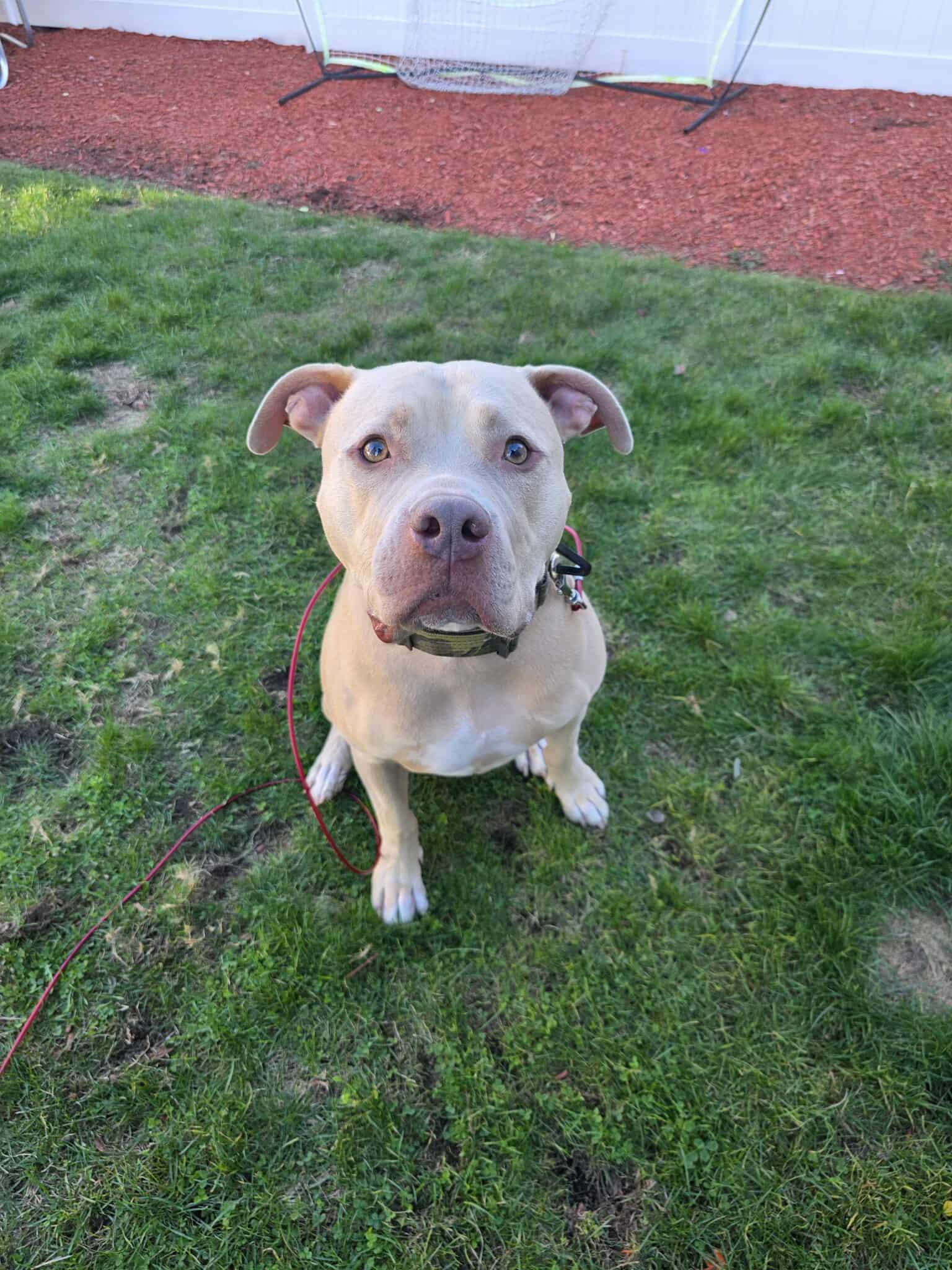 Enlarge Rudolph, a Adoptable Pit Bull Terrier in Lincoln Park, NJ image 5/6