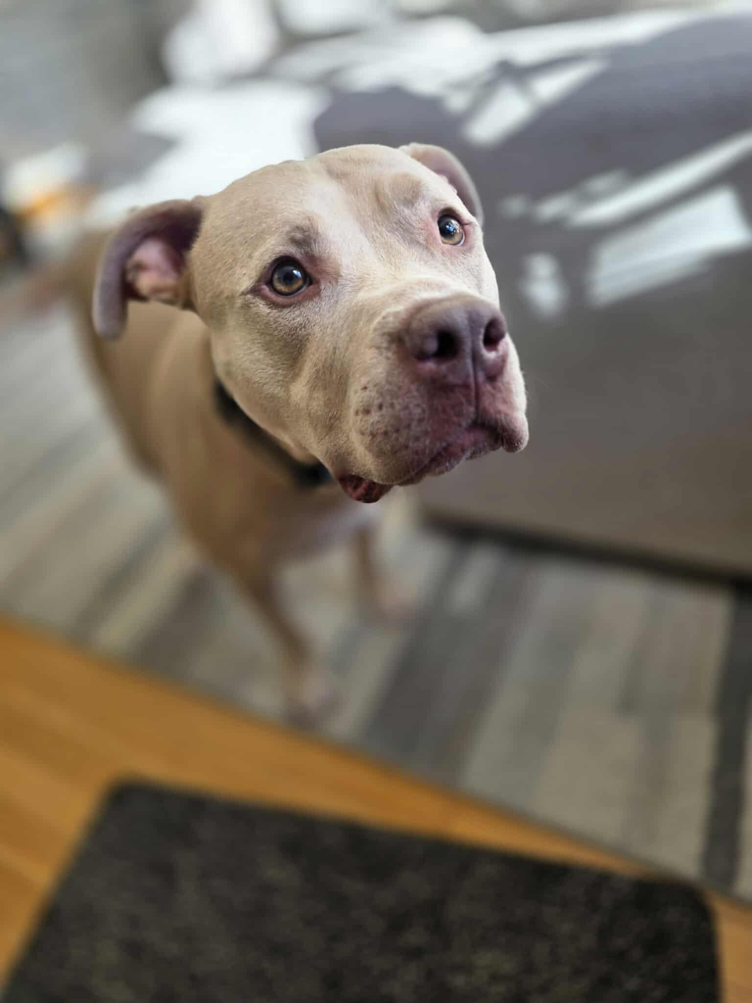 Enlarge Rudolph, a Adoptable Pit Bull Terrier in Lincoln Park, NJ image 6/6