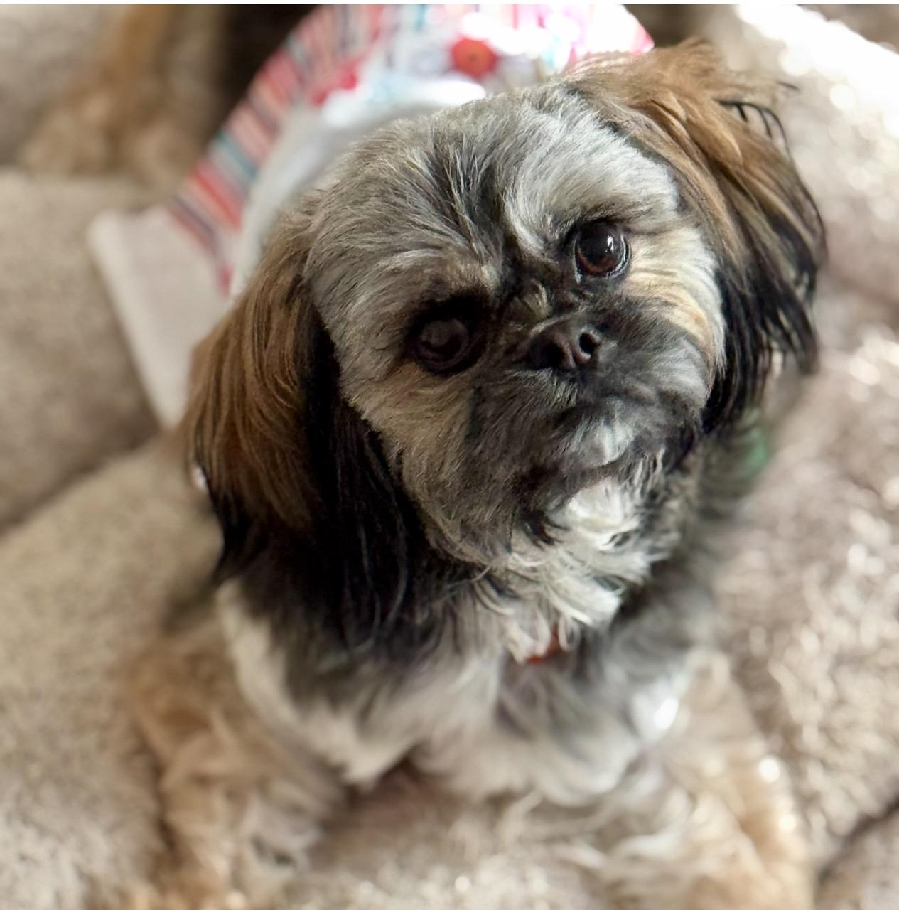 Missy, Young Female Shih Tzu