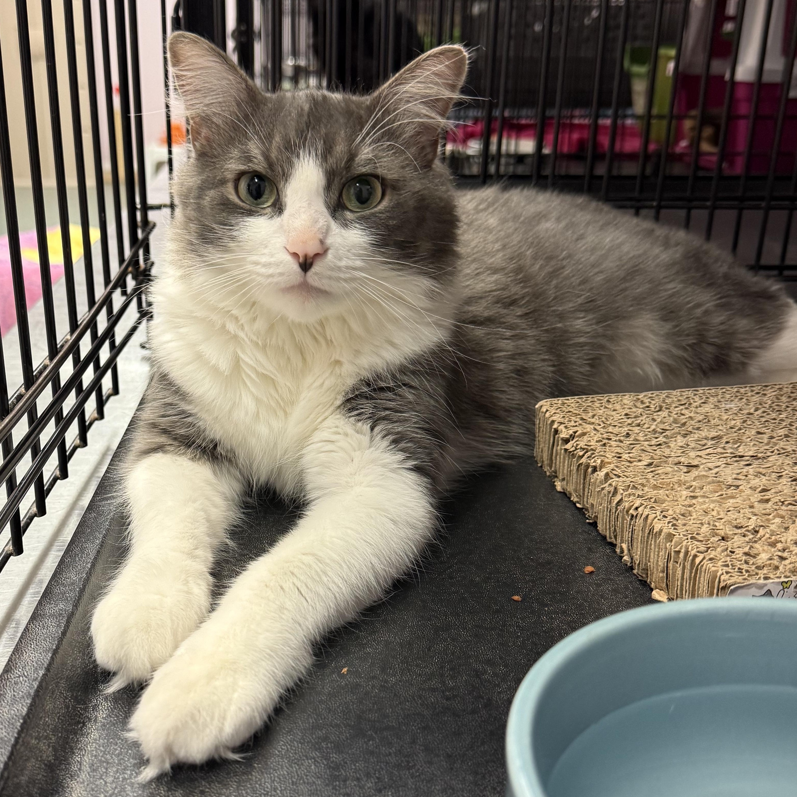 Enlarge Ferly, a Adopted Domestic Medium Hair in Norton, MA image 1/1