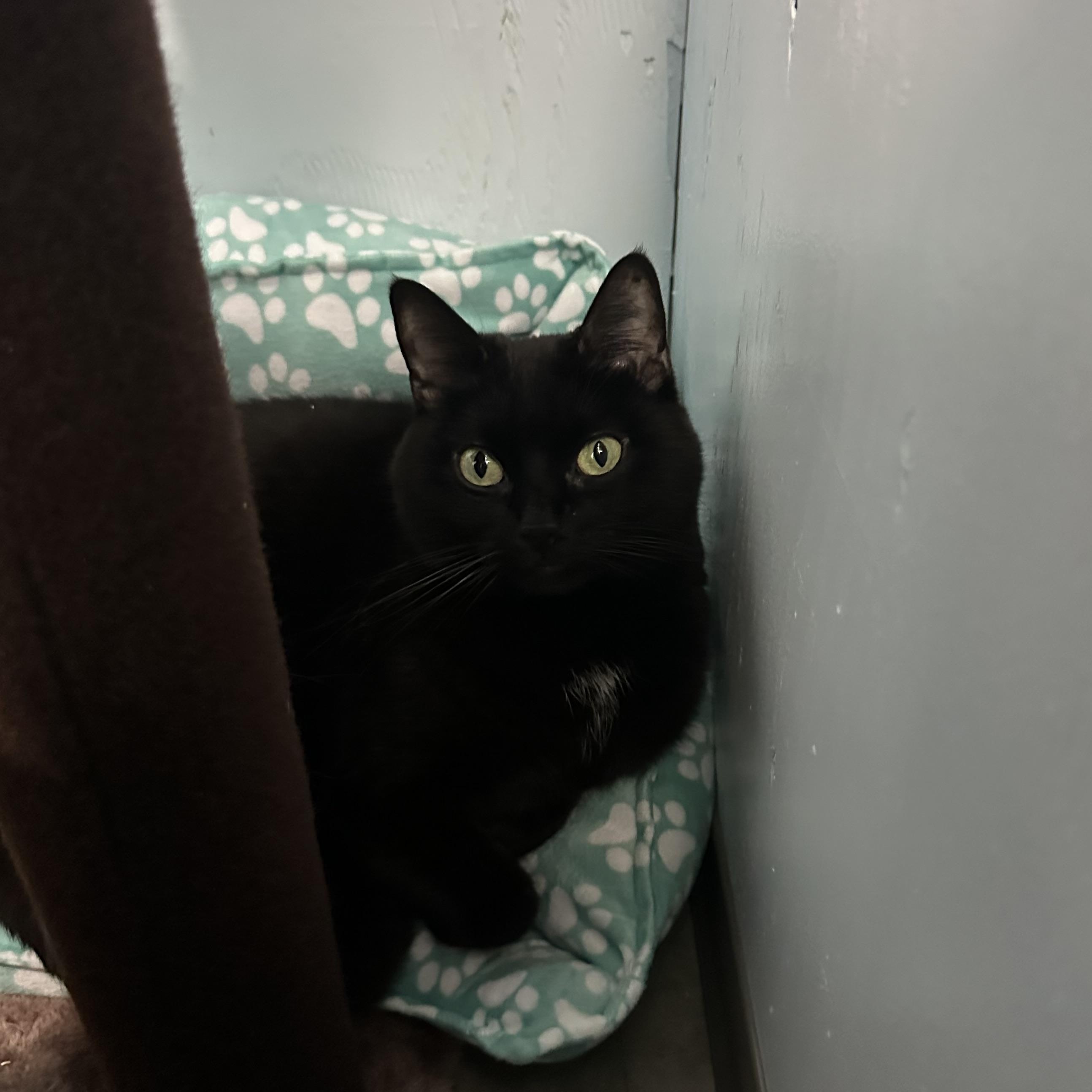 Nuara, Adoptable, Adult Female Domestic Short Hair.