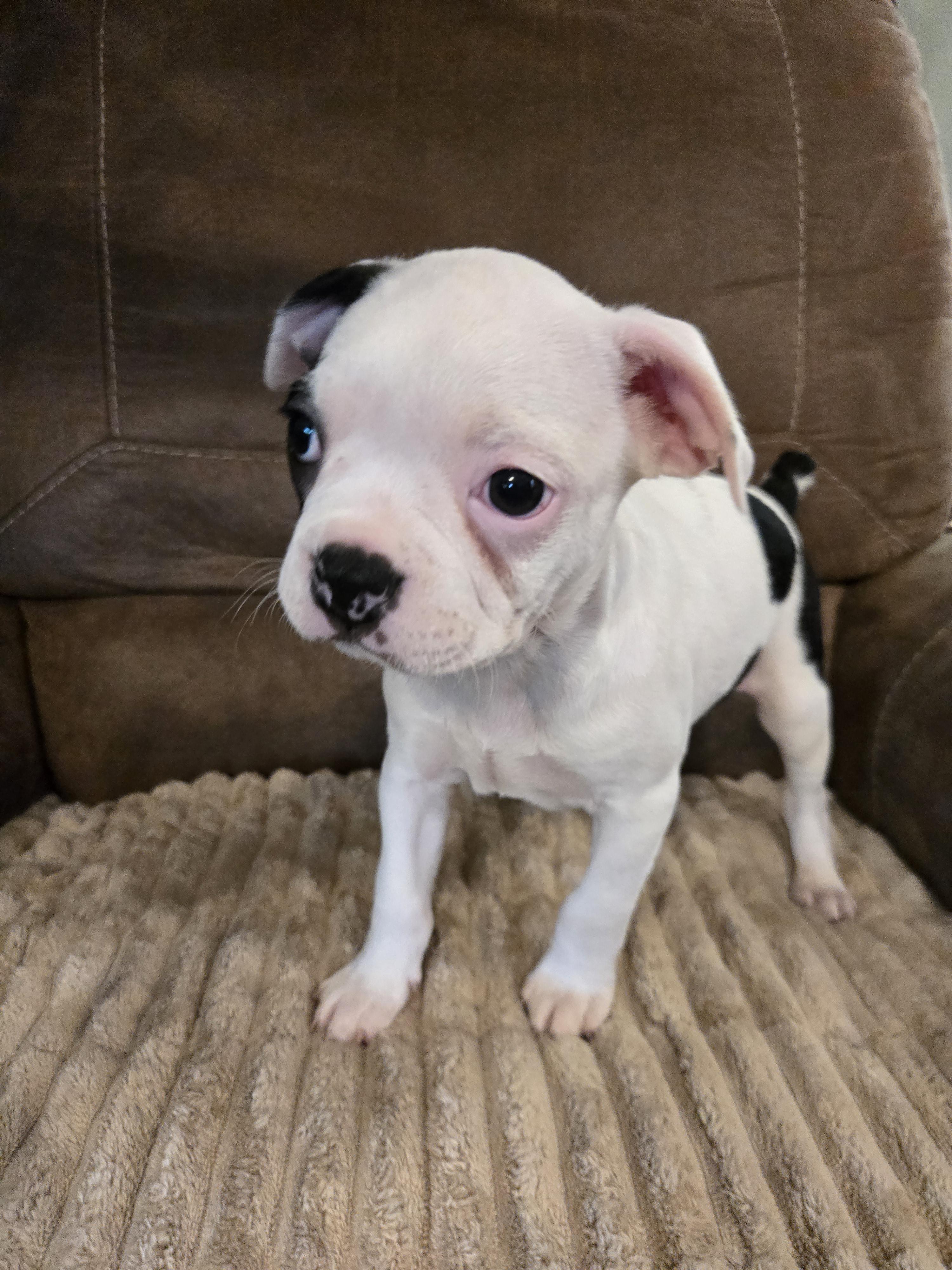 Enlarge Marshmallow, a Adopted Boston Terrier in Muskogee, OK image 2/2