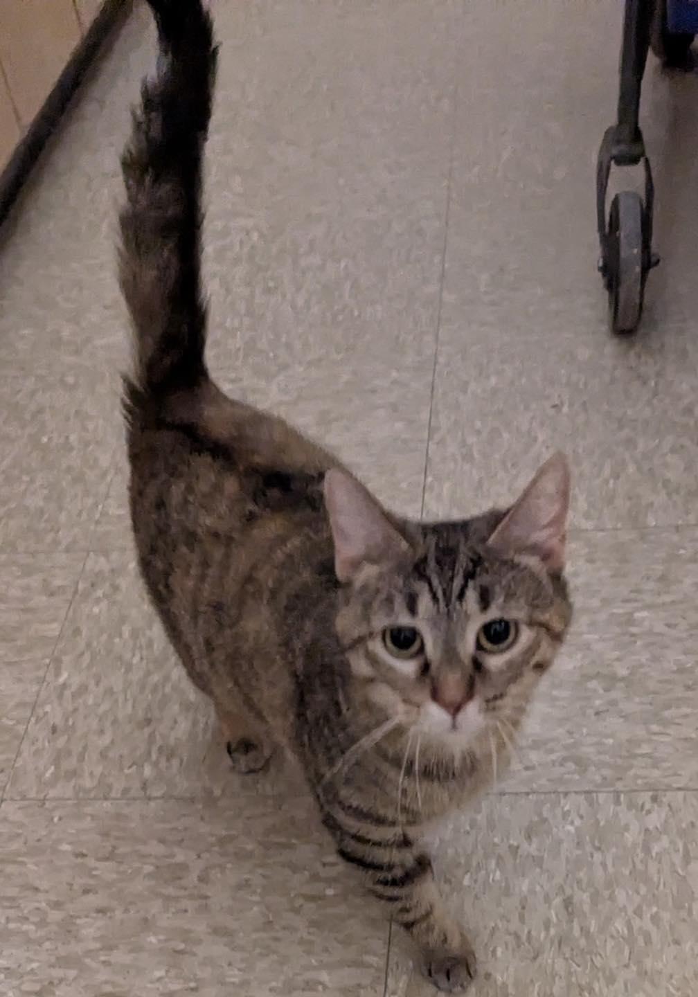 Enlarge Tilly, a ADOPTABLE Tabby in Noblesville, IN image 1/4