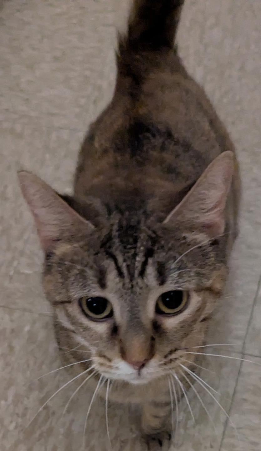 Enlarge Tilly, a ADOPTABLE Tabby in Noblesville, IN image 3/4