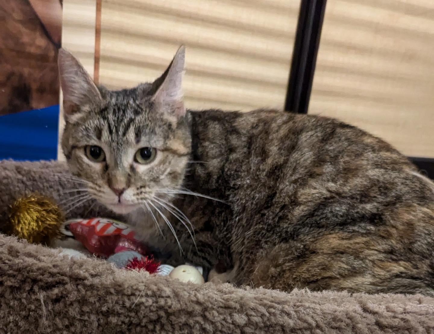 Enlarge Tilly, a ADOPTABLE Tabby in Noblesville, IN image 3/3