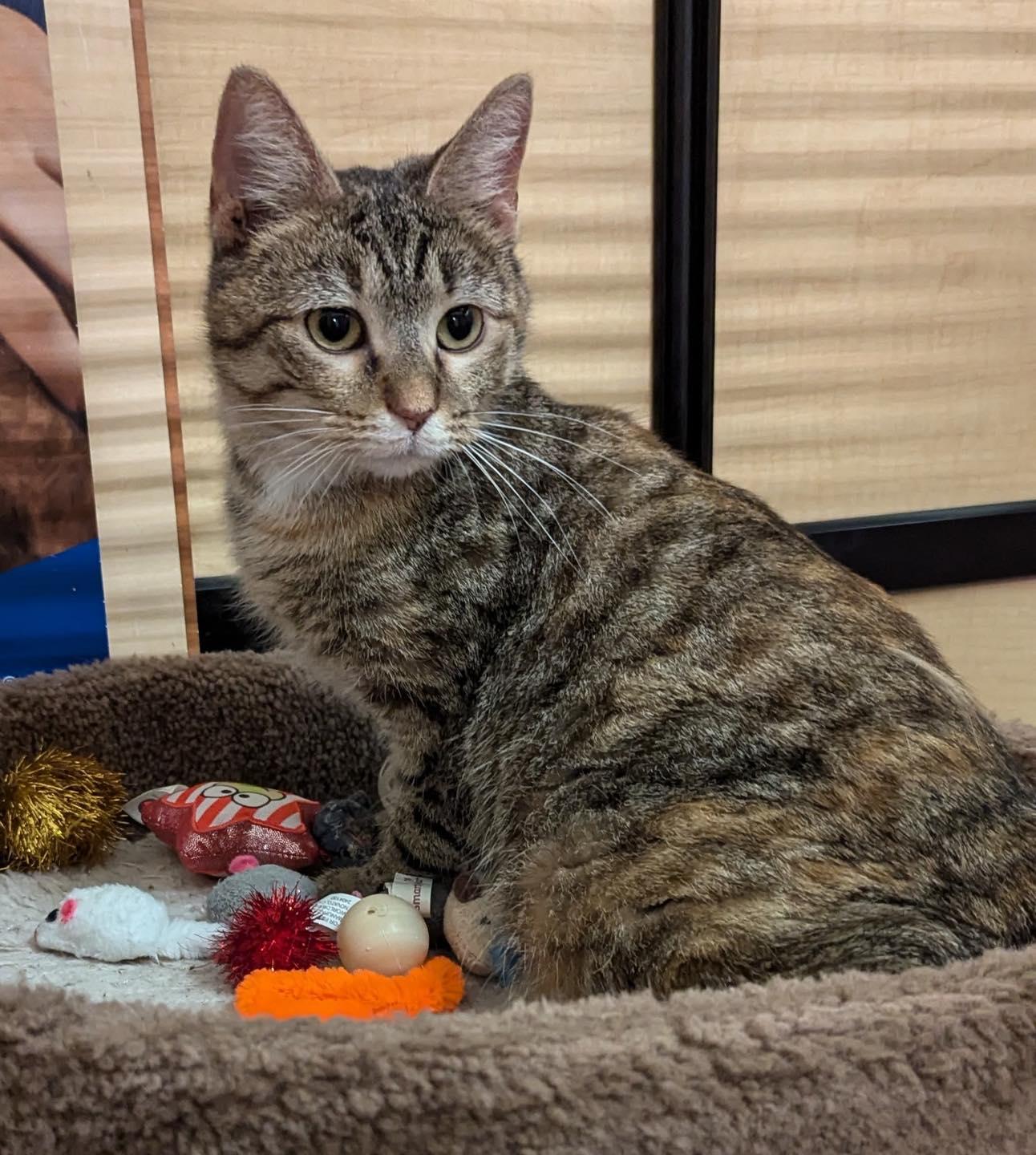 Tilly, ADOPTABLE, Young Female Tabby.