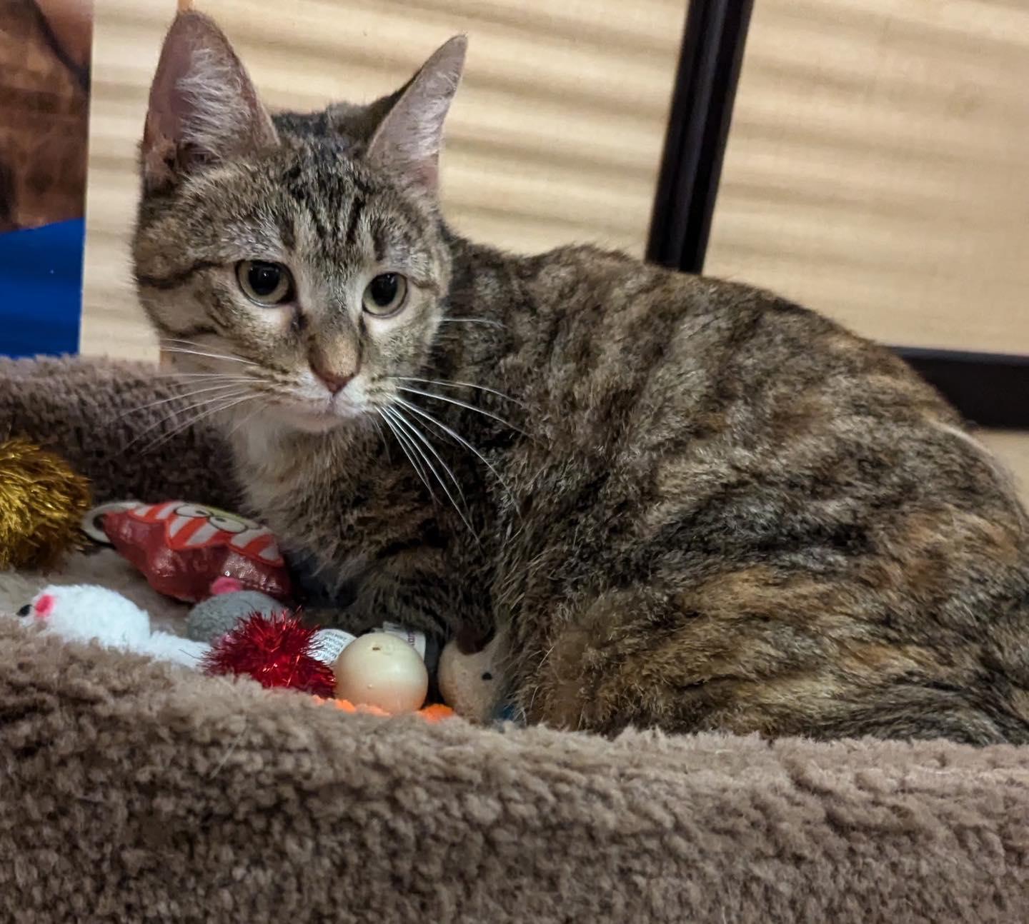 Enlarge Tilly, a ADOPTABLE Tabby in Noblesville, IN image 2/3