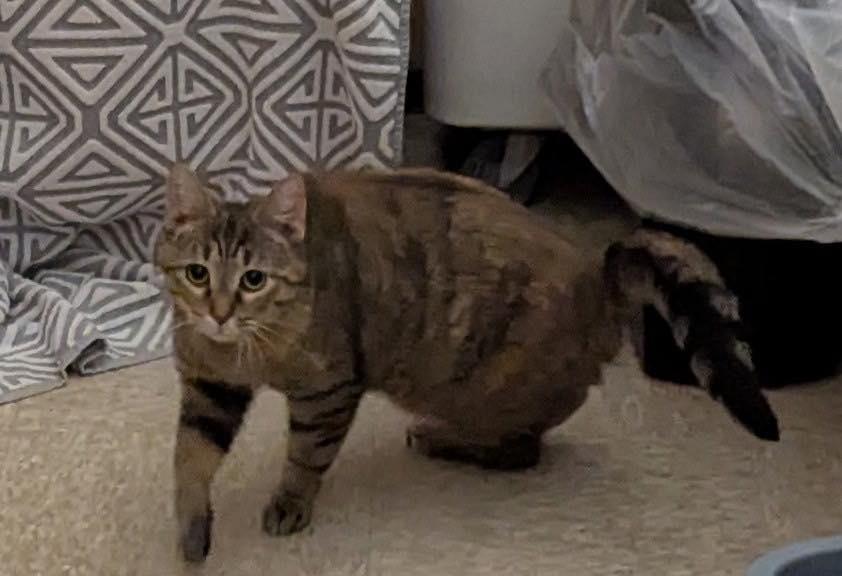 Enlarge Tilly, a ADOPTABLE Tabby in Noblesville, IN image 4/4