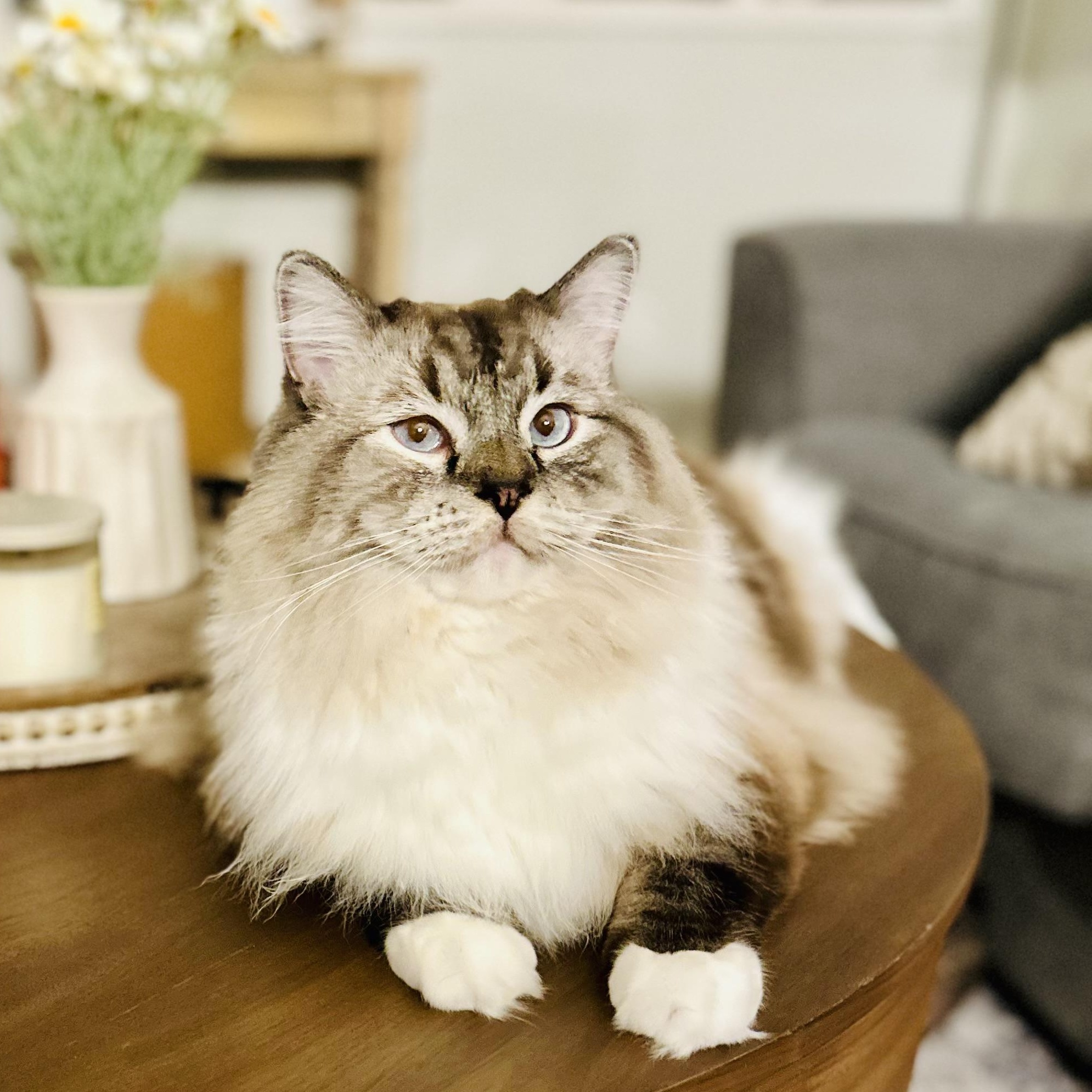 Bosey, an adopted Ragdoll in Santa Clarita, CA image 1/2