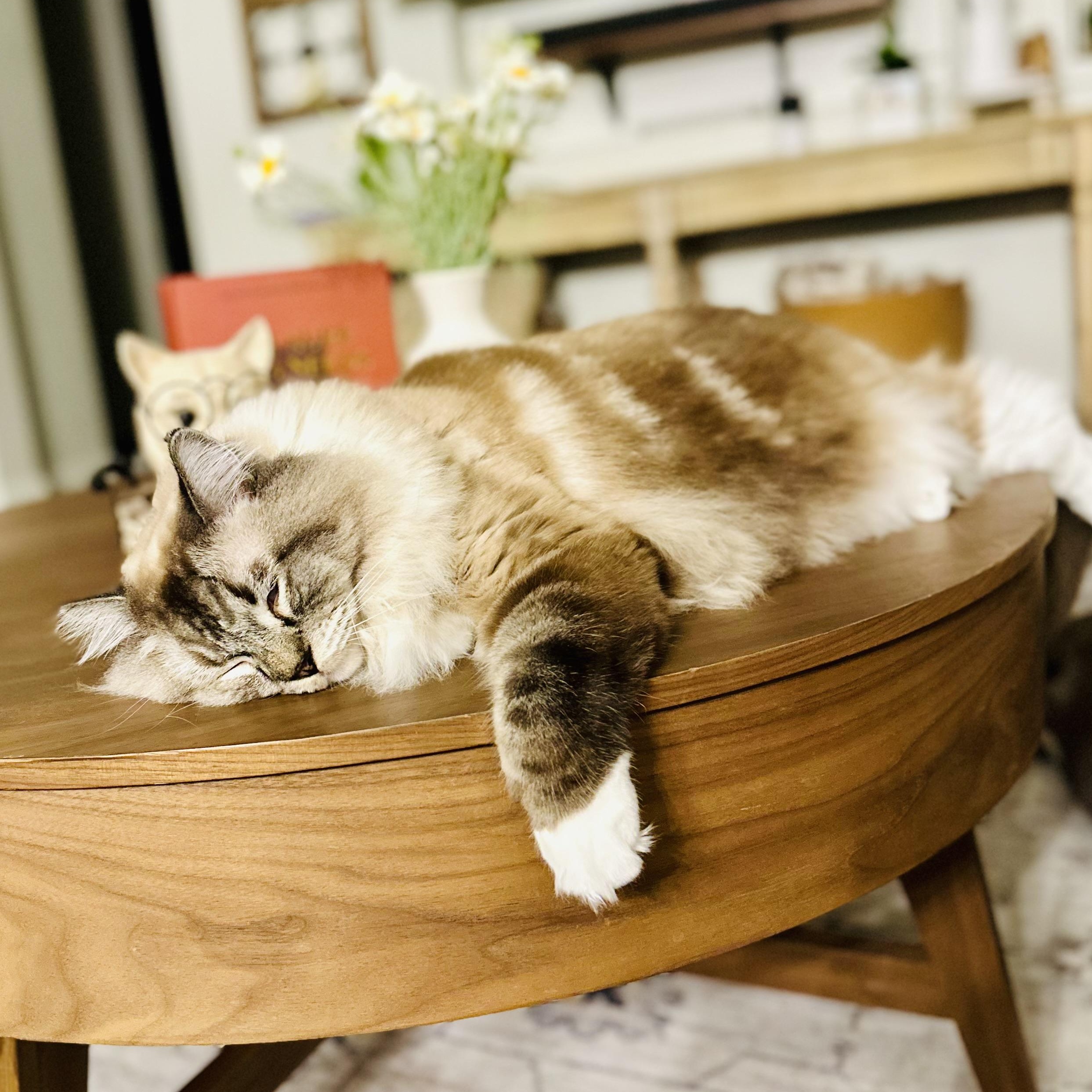 Bosey, an adopted Ragdoll in Santa Clarita, CA image 2/2