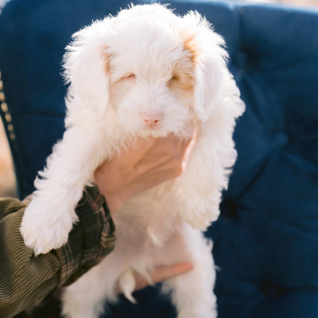 Enlarge Brine, a ADOPTABLE Cavapoo in Zionsville, IN image 1/1