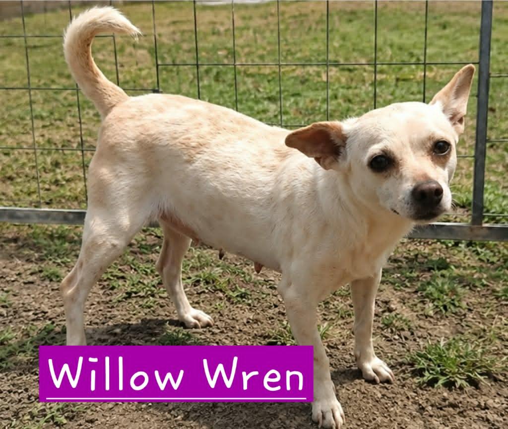 Willow Wren, Adoptable, Young Female Chihuahua.