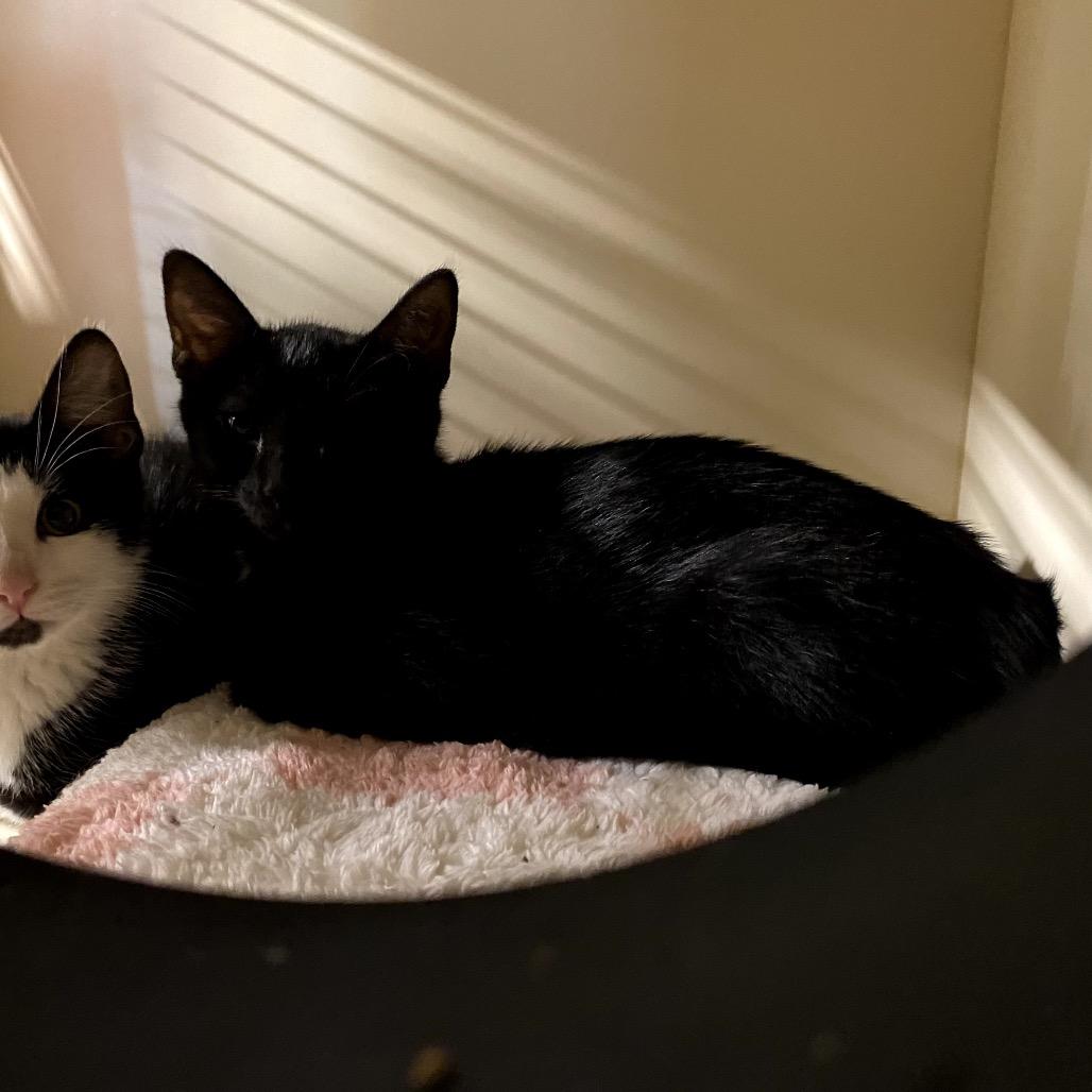 Enlarge Void, a Adoptable Domestic Short Hair in Garfield, AR image 1/1