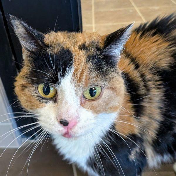 Juju, a Adoptable mixed breed in Des Moines, IA image 2/2