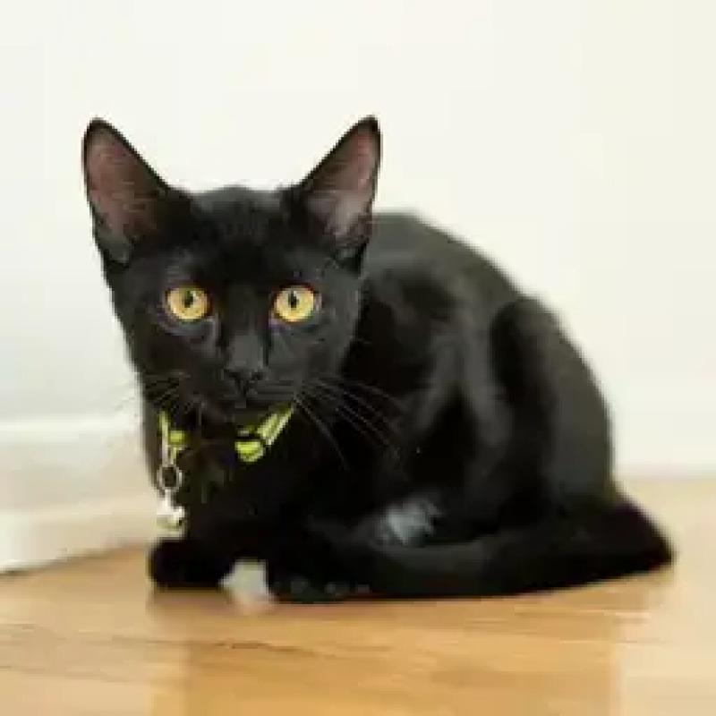 Alexandra, Adoptable, Adult Female Domestic Short Hair.