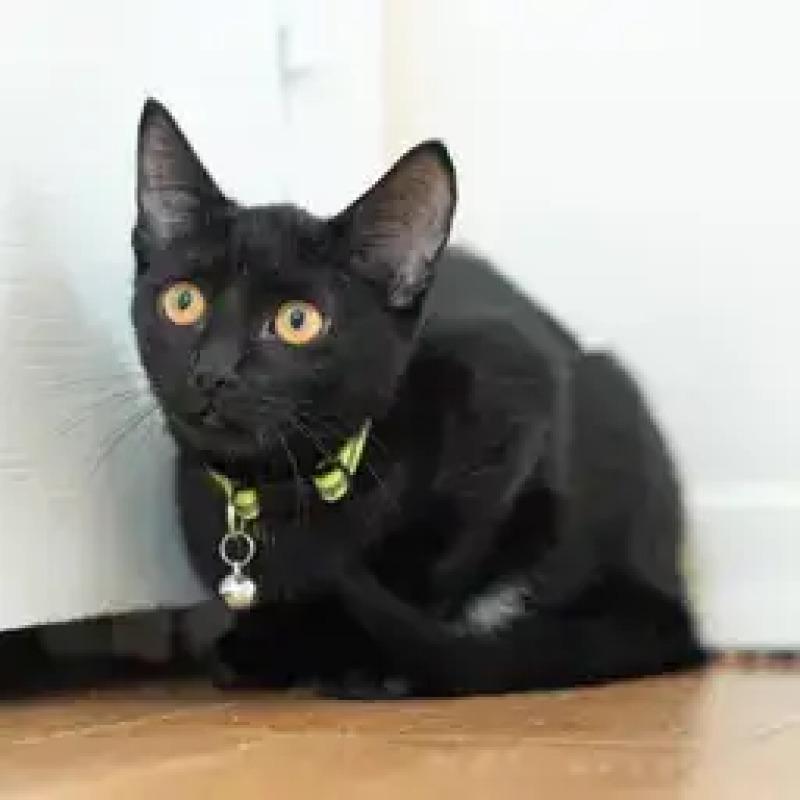 Enlarge Alexandra, a Adoptable Domestic Short Hair in North Babylon, NY image 2/4