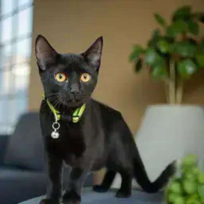 Enlarge Alexandra, a Adoptable Domestic Short Hair in North Babylon, NY image 3/4