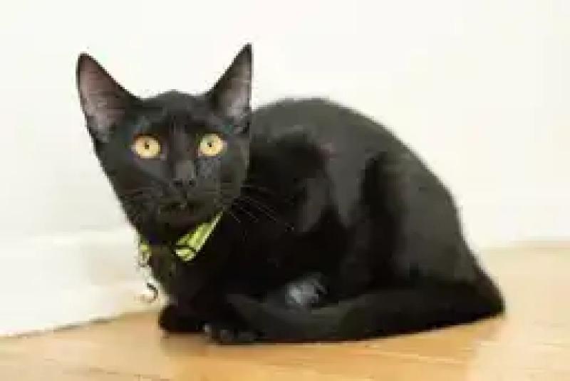 Enlarge Alexandra, a Adoptable Domestic Short Hair in North Babylon, NY image 4/4