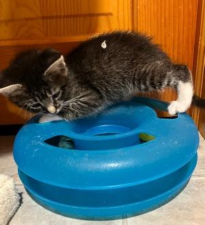 Enlarge Henry, a Adopted mixed breed in Peapack, NJ image 1/2