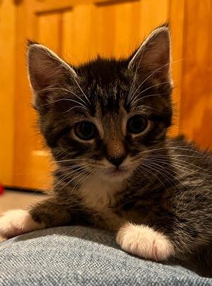 Enlarge Henry, a Adopted mixed breed in Peapack, NJ image 2/2