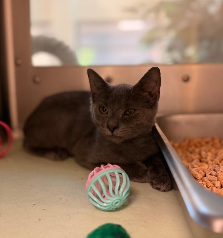 Hurricane, Adoptable, Young Male Domestic Short Hair.
