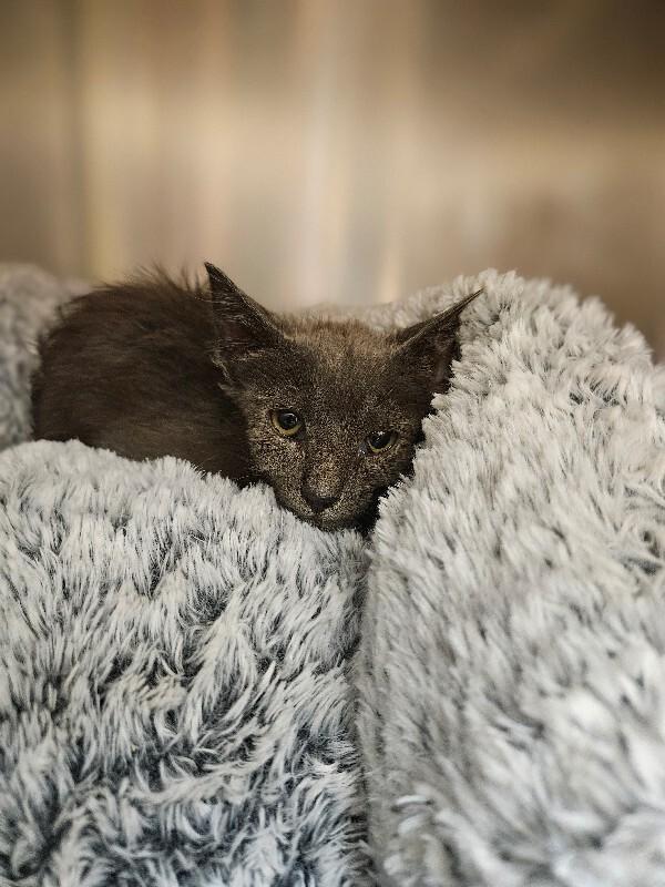 Enlarge Hurricane, a Adoptable Domestic Short Hair in Disputanta, VA image 2/2