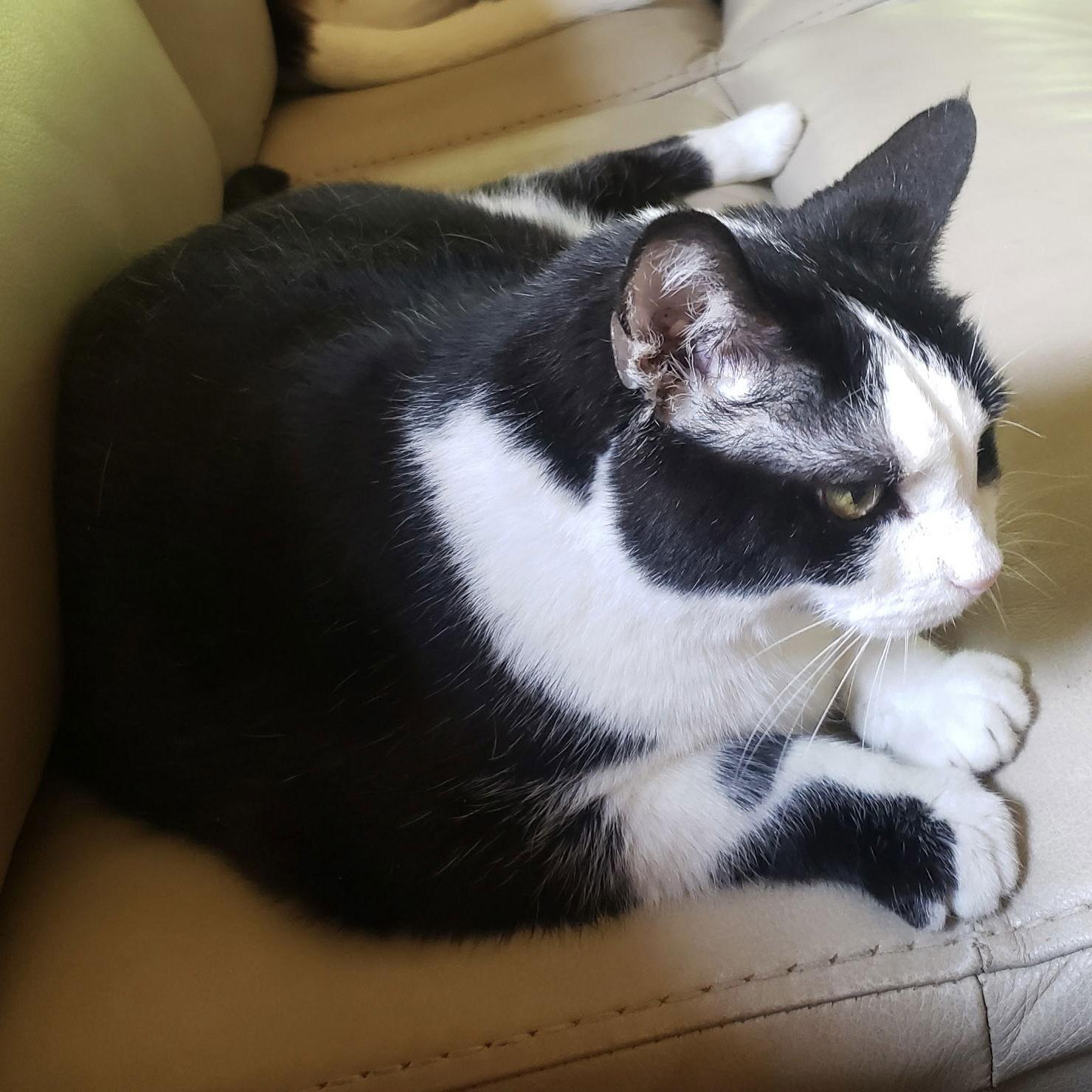 Autumn 2025, Adoptable, Adult Female Tuxedo & Domestic Short Hair.